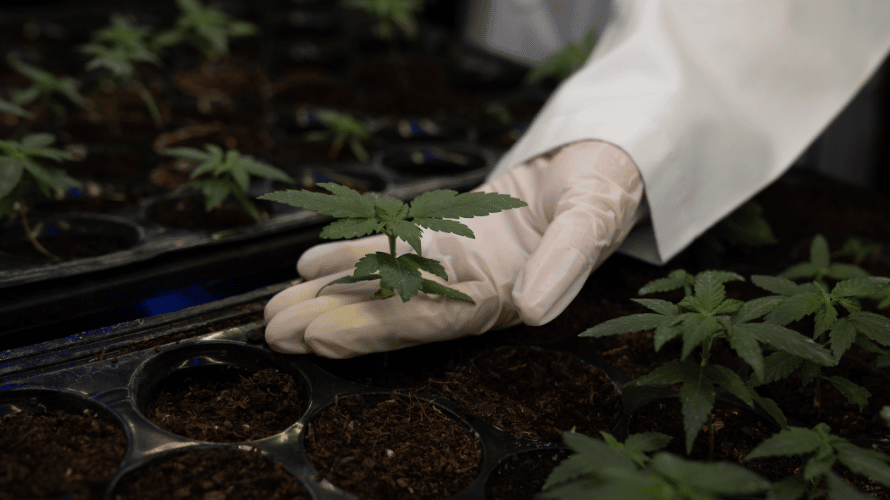 HC para cultivo medicinal de cannabis
