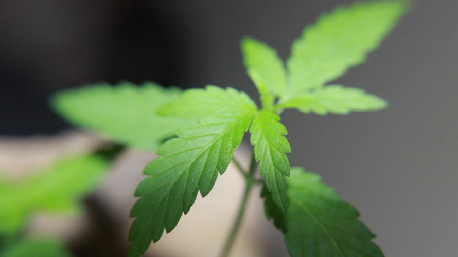 HC para cultivo medicinal